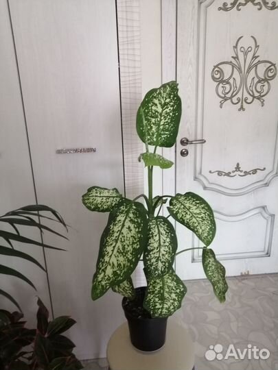 Диффинбахия