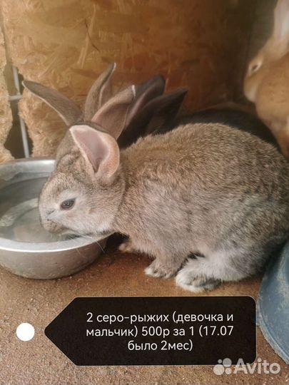 Кролики великаны