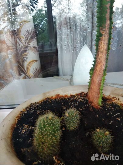 Кактусы и суккуленты