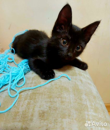 Черный котенок мальчик