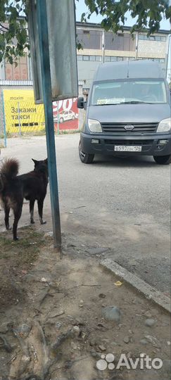 Собака в добрые руки