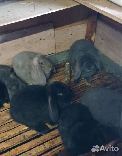 Кролики