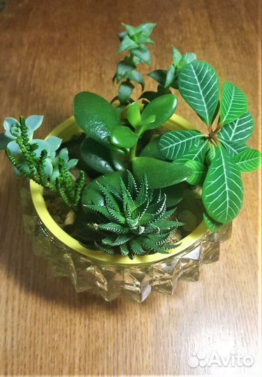 Садик из суккулентов 7 видов