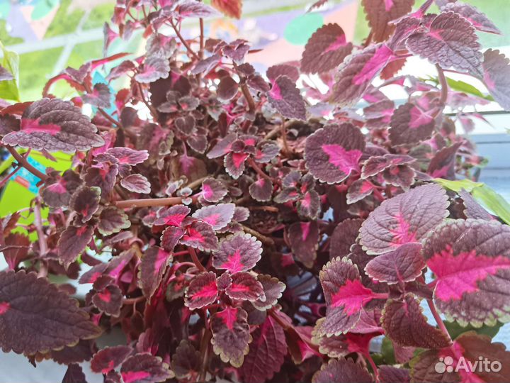 Колеусы, традесканция, ирезине