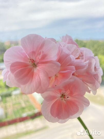 Комнатные растения герань пеларгония