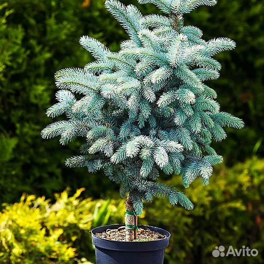 Ель Сизая Блу Маунтан