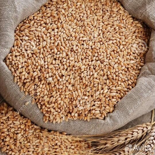 Продаю зерно пшеницы