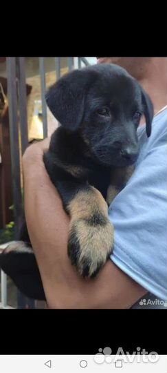 Спаси щенка