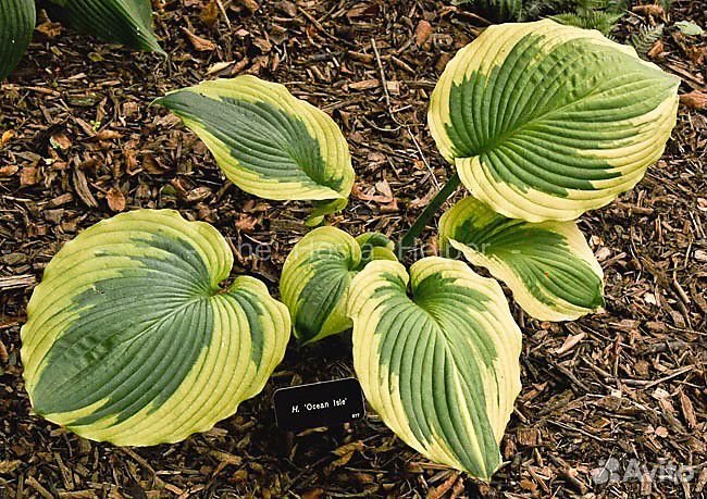 Хоста H. Praying Hands