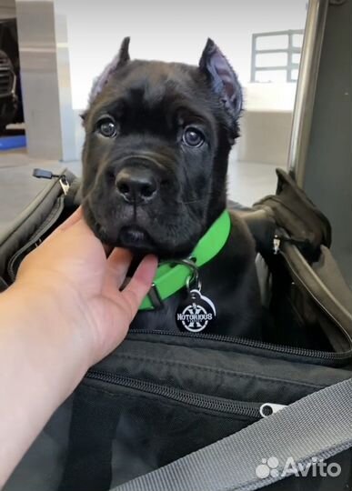 Щенки кане Корсо