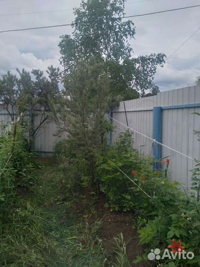 Саженец облипихи