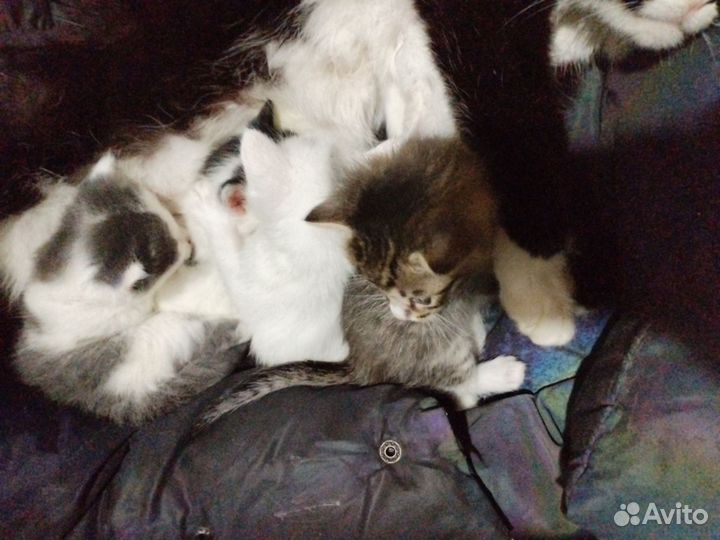 Котята в добрые руки