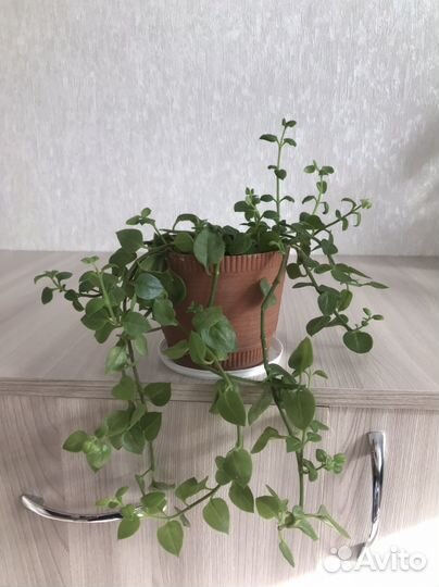 Комнатные цветы