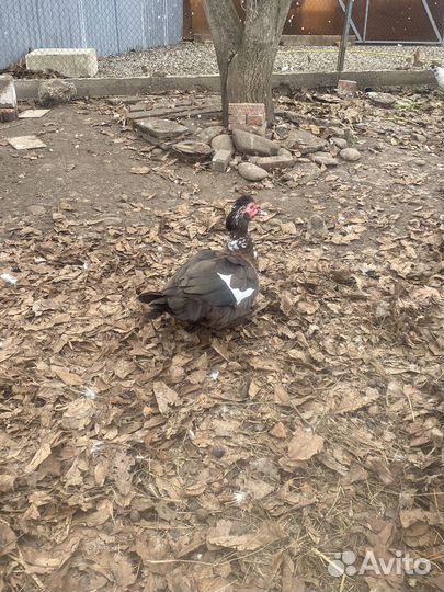 Мускусные утки тяжелые линии