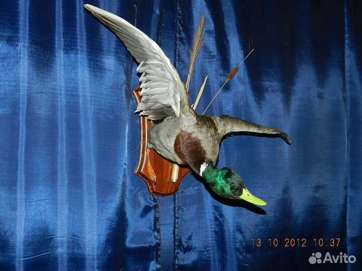 Таксидермия