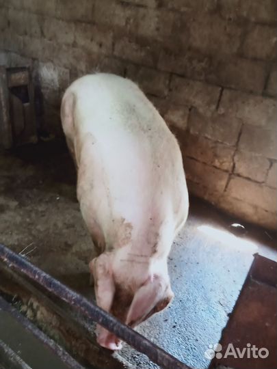 Кастрированный хряк