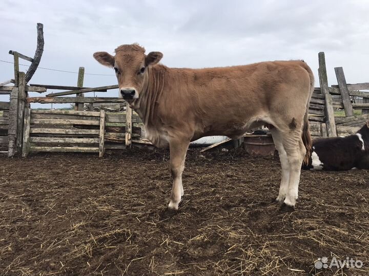 Телята бычки