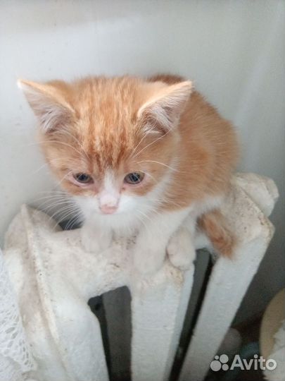 Котята бесплатно