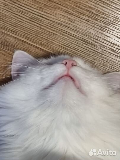 Отдаю кошку