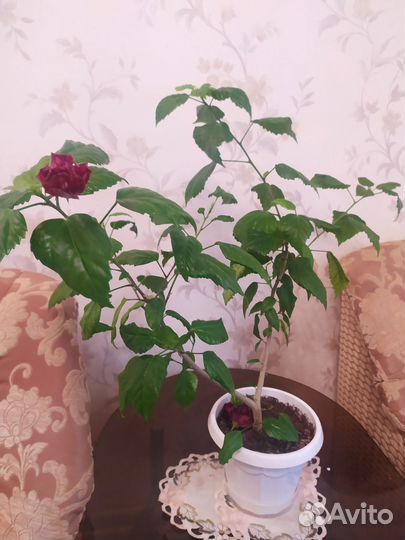 Гибискус (роза)