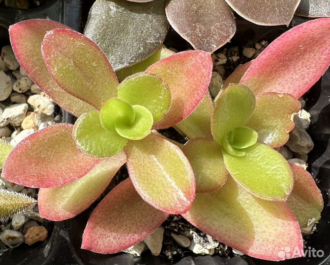 Суккуленты хавортия эхиверия седум крассула