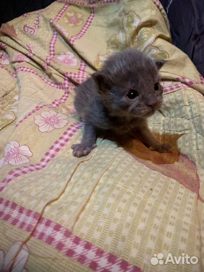 Котята мейн-кун