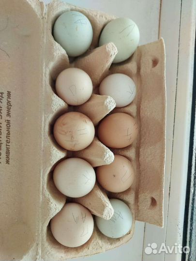 Птенцы, молодняк и инкубационное яйцо