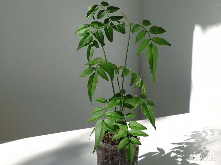 Жасмин комнатный полиантовый