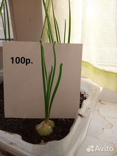 Альбука спиралис