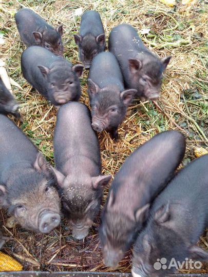 Продаю поросят