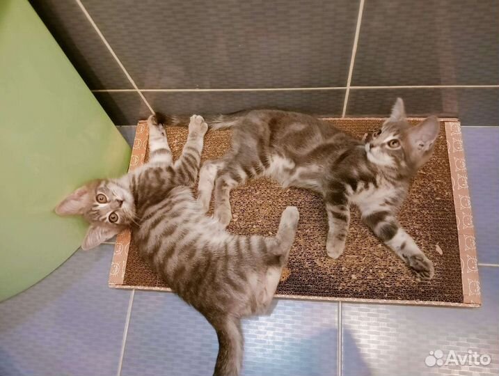 Котята
