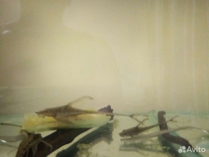 Стурисома панамская