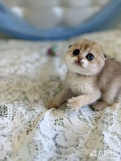 Шотландский вислоухий
