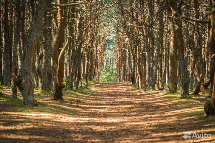 Экскурсия на Куршскую косу (экосбор включён)