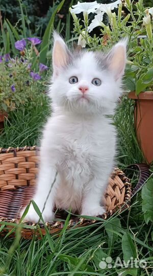 Кошка