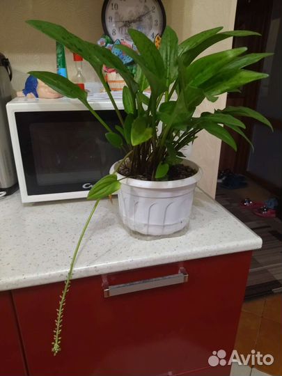 Спатифиллум дримиопсис