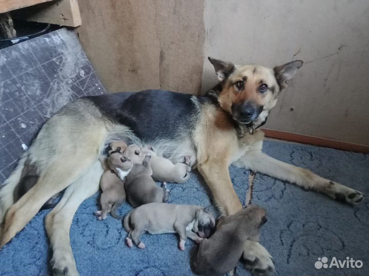 Щенки немецкой овчарки бесплатно