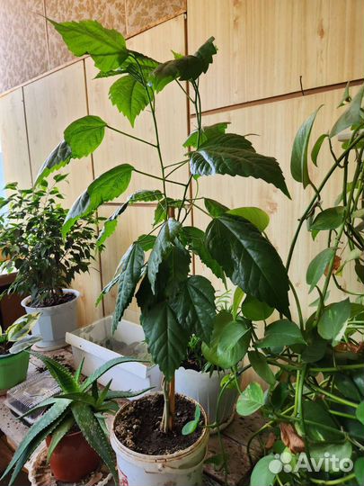 Комнатные цветы или в офис