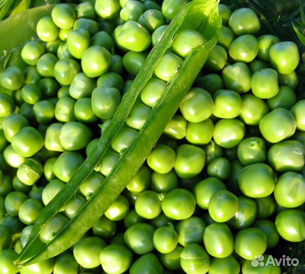 Семена гороха 4 вида