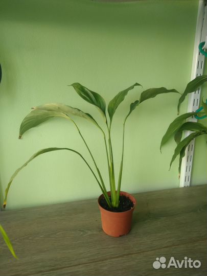 Спатифиллум, женское счастье + подарок помидор