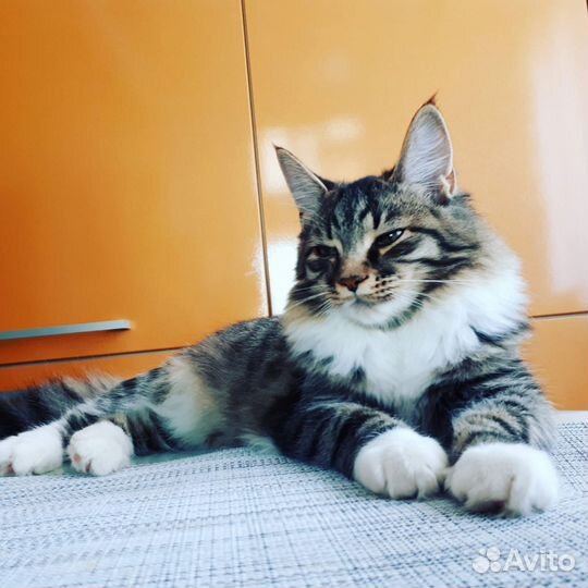 Кошка в дар бесплатно