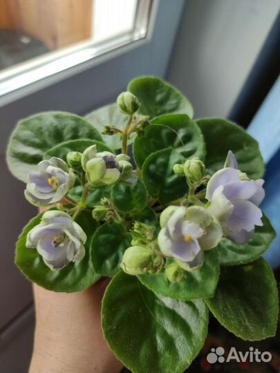 Фиалка сорт ле Сон-трава