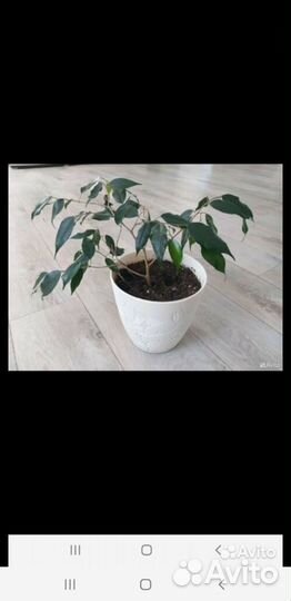 Комнатные цветы