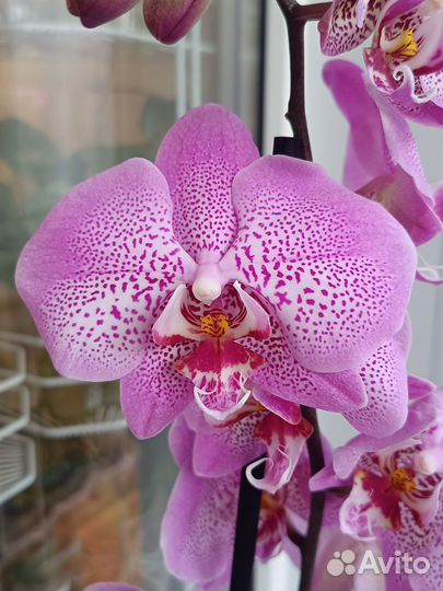 Орхидея фаленопсис Jillion
