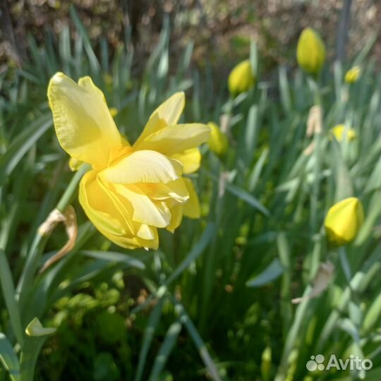 Луковицы нарциссов