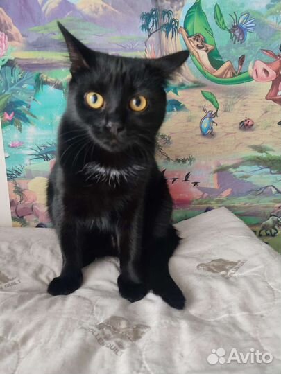 Кошечка 1 год в добрые руки