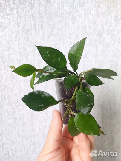 Хойя Лакуноза Эскимо Сплеш