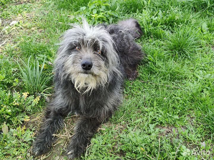 Собака в добрые руки