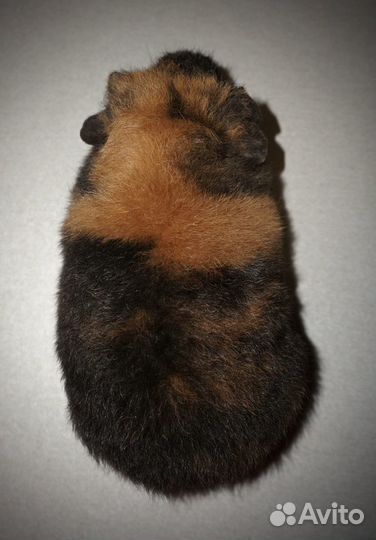 Американский тедди мальчик