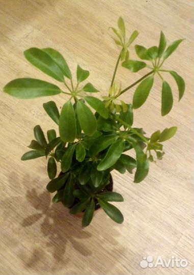 Комнатные цветы шефлера